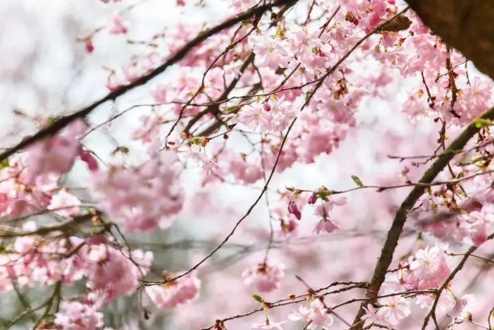 Prunus subhirtella 'Accolade' (Winterbloeiende kers 'Accolade')