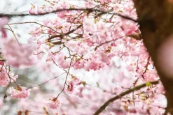 Prunus subhirtella 'Accolade' (Winterbloeiende kers 'Accolade')