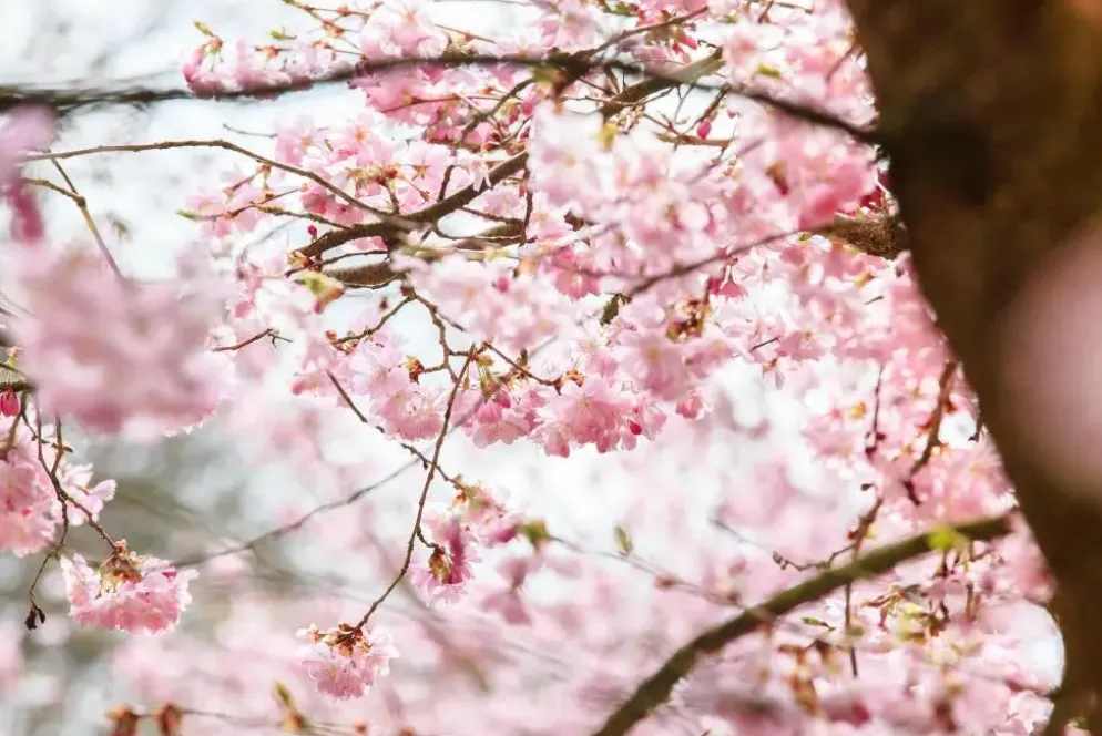 Prunus subhirtella 'Accolade' (Winterbloeiende kers 'Accolade')