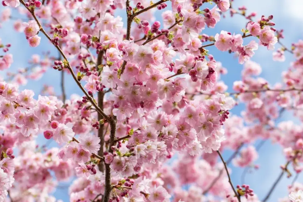 Prunus subhirtella 'Accolade' (Winterbloeiende kers 'Accolade')