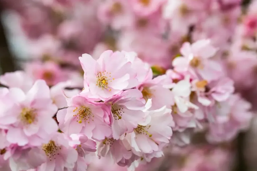 Prunus subhirtella 'Accolade' (Winterbloeiende kers 'Accolade')