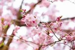 Prunus subhirtella 'Accolade' (Winterbloeiende kers 'Accolade')
