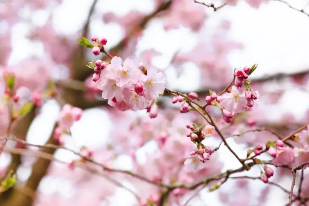Prunus subhirtella 'Accolade' (Winterbloeiende kers 'Accolade')