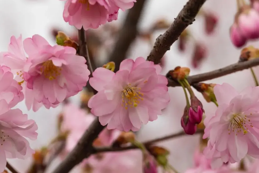 Prunus subhirtella 'Accolade' (Winterbloeiende kers 'Accolade')