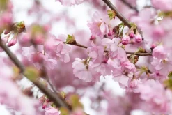 Prunus subhirtella 'Accolade' (Winterbloeiende kers 'Accolade')