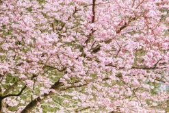 Prunus subhirtella 'Accolade' (Winterbloeiende kers 'Accolade')
