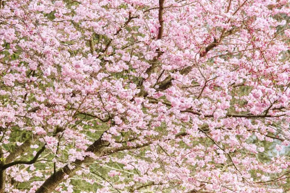 Prunus subhirtella 'Accolade' (Winterbloeiende kers 'Accolade')