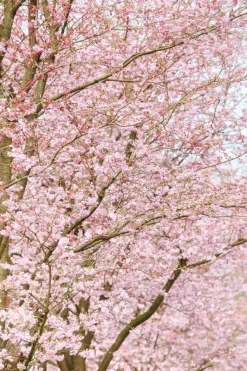 Prunus subhirtella 'Accolade' (Winterbloeiende kers 'Accolade')