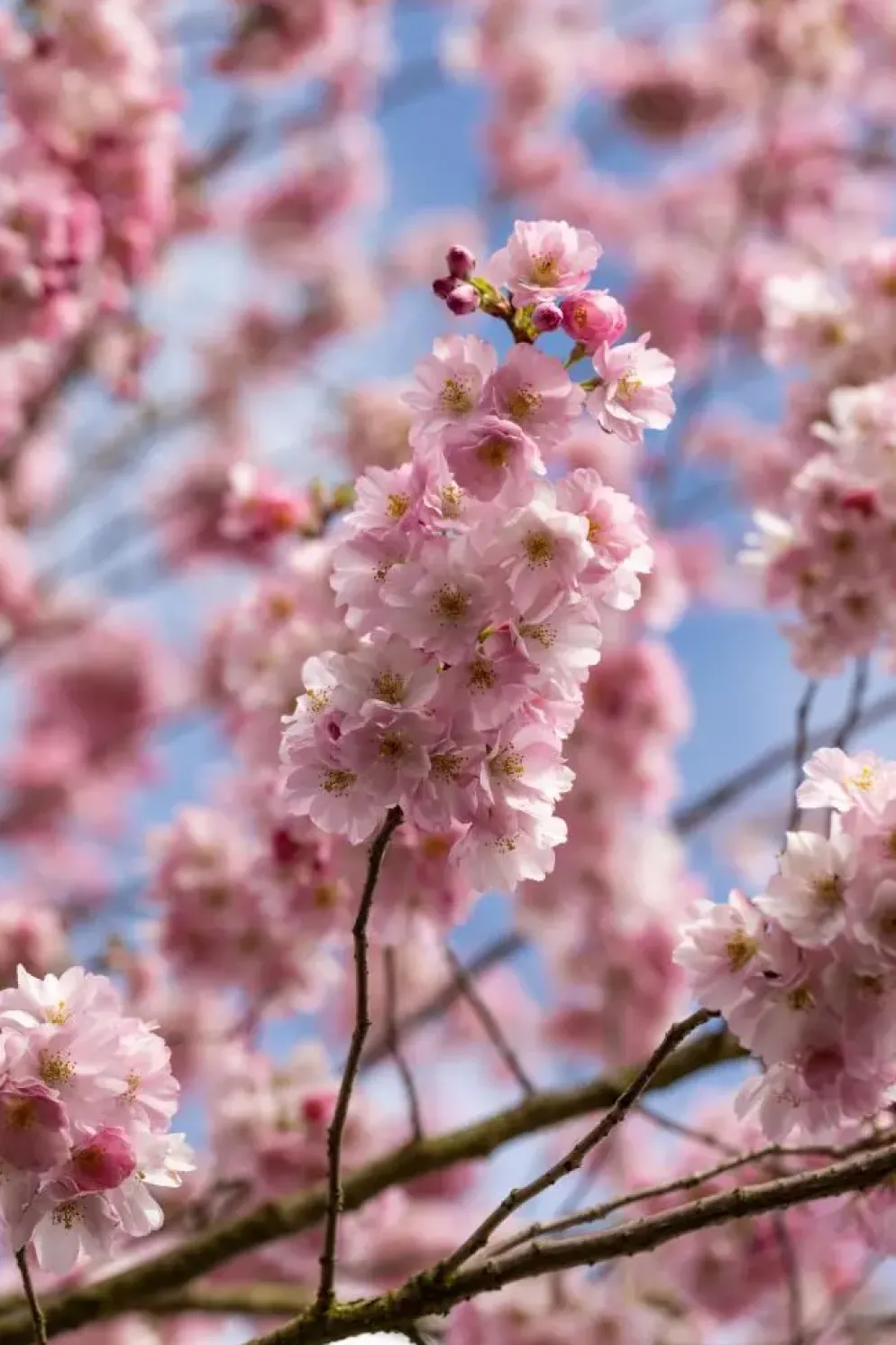 Prunus subhirtella 'Accolade' (Winterbloeiende kers 'Accolade')