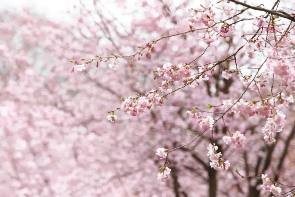 Prunus subhirtella 'Accolade' (Winterbloeiende kers 'Accolade')