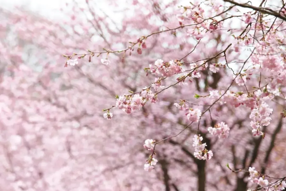 Prunus subhirtella 'Accolade' (Winterbloeiende kers 'Accolade')