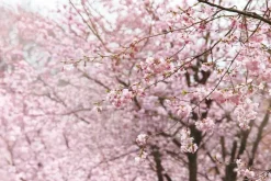 Prunus subhirtella 'Accolade' (Winterbloeiende kers 'Accolade')