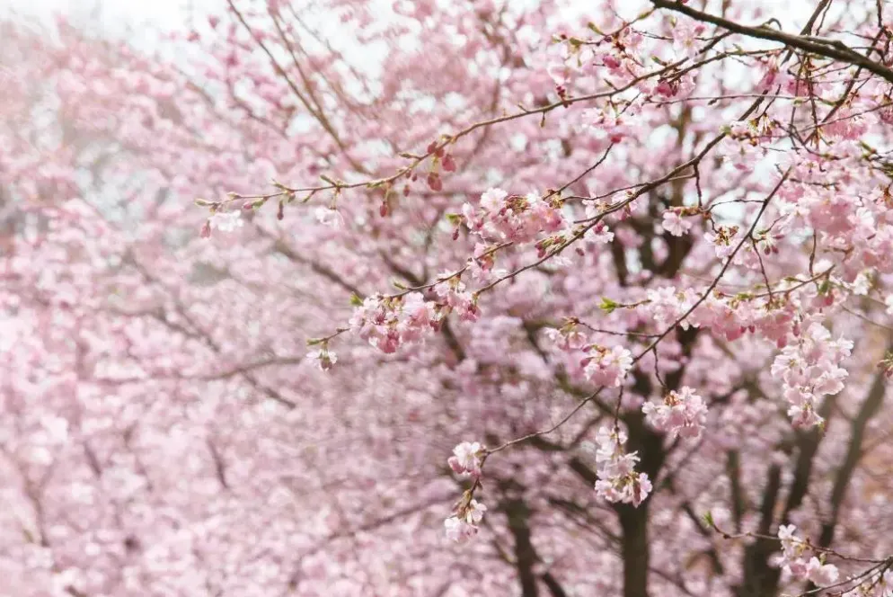 Prunus subhirtella 'Accolade' (Winterbloeiende kers 'Accolade')