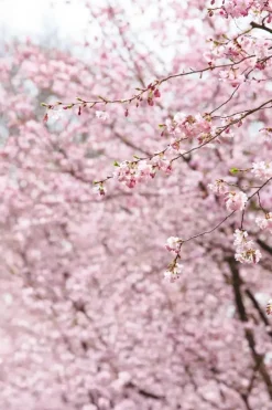 Prunus subhirtella 'Accolade' (Winterbloeiende kers 'Accolade')