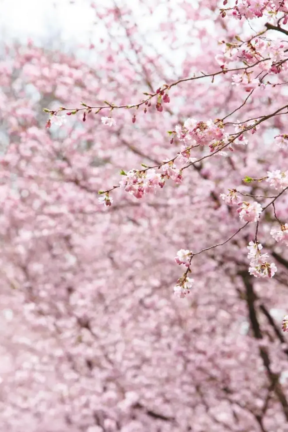 Prunus subhirtella 'Accolade' (Winterbloeiende kers 'Accolade')
