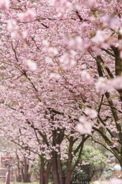 Prunus subhirtella 'Accolade' (Winterbloeiende kers 'Accolade')