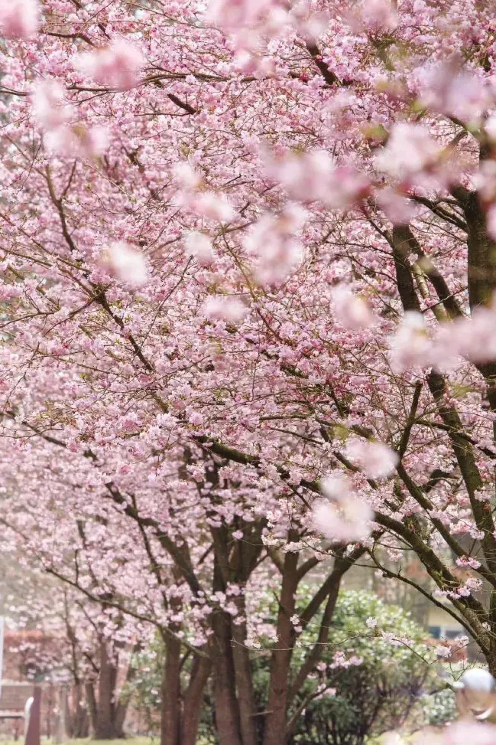 Prunus subhirtella 'Accolade' (Winterbloeiende kers 'Accolade')
