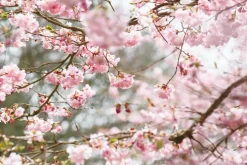 Prunus subhirtella 'Accolade' (Winterbloeiende kers 'Accolade')