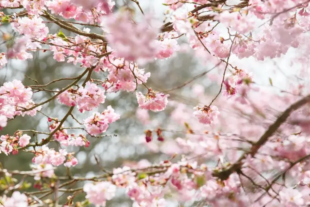 Prunus subhirtella 'Accolade' (Winterbloeiende kers 'Accolade')