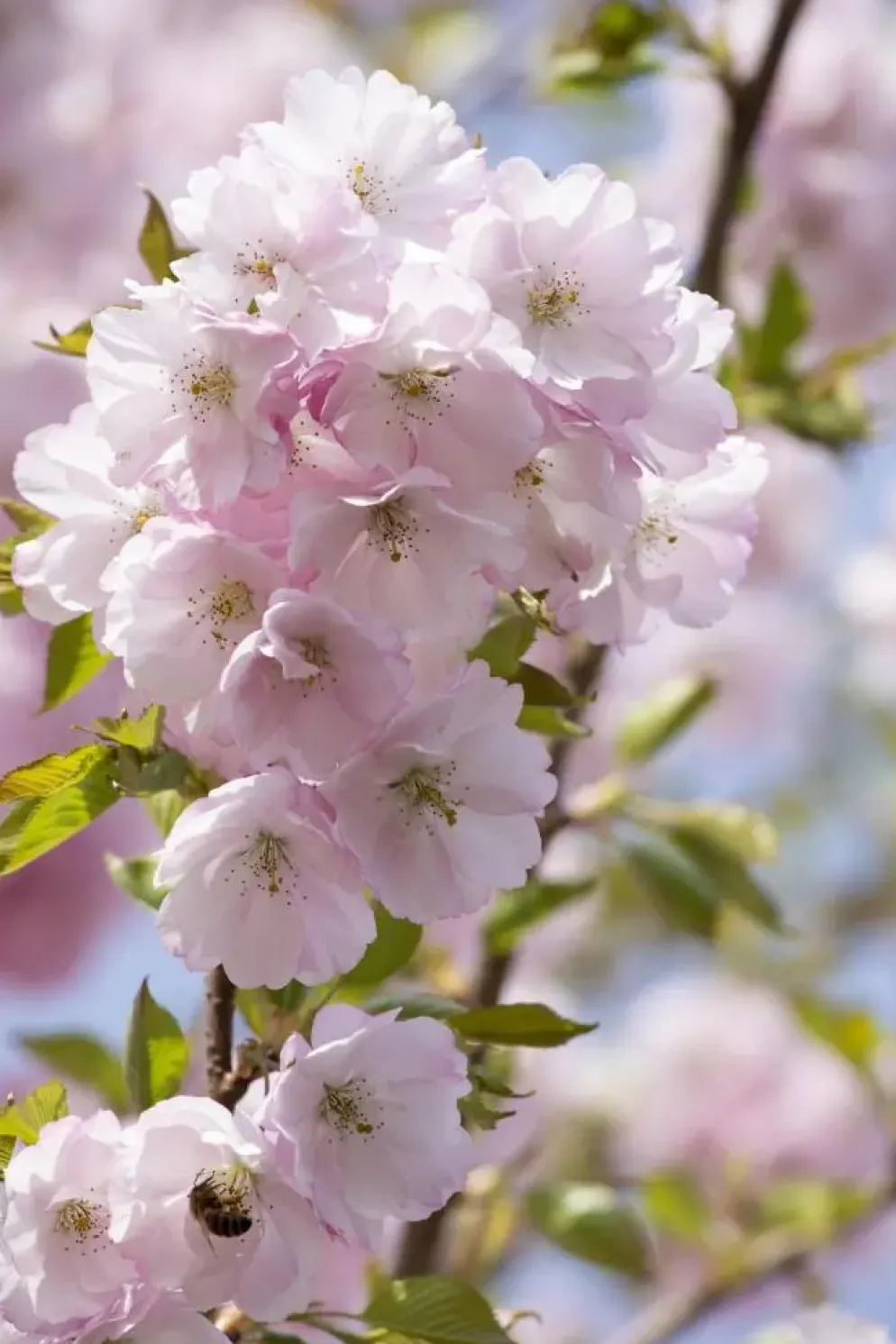 Prunus subhirtella 'Accolade' (Winterbloeiende kers 'Accolade')