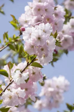 Prunus subhirtella 'Accolade' (Winterbloeiende kers 'Accolade')