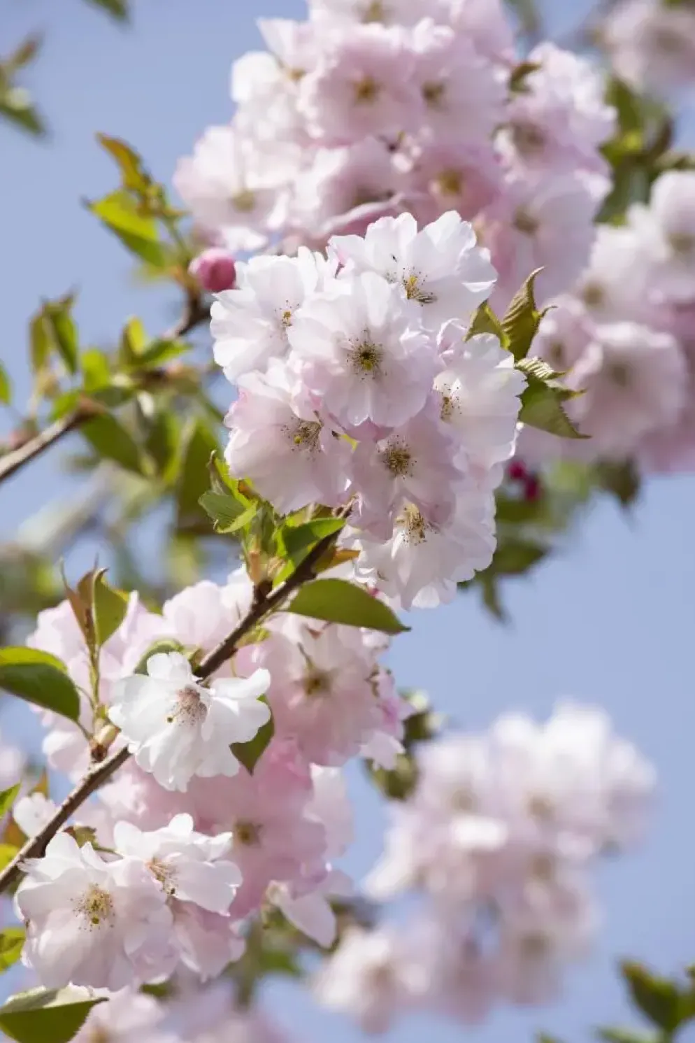 Prunus subhirtella 'Accolade' (Winterbloeiende kers 'Accolade')