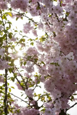 Prunus subhirtella 'Accolade' (Winterbloeiende kers 'Accolade')
