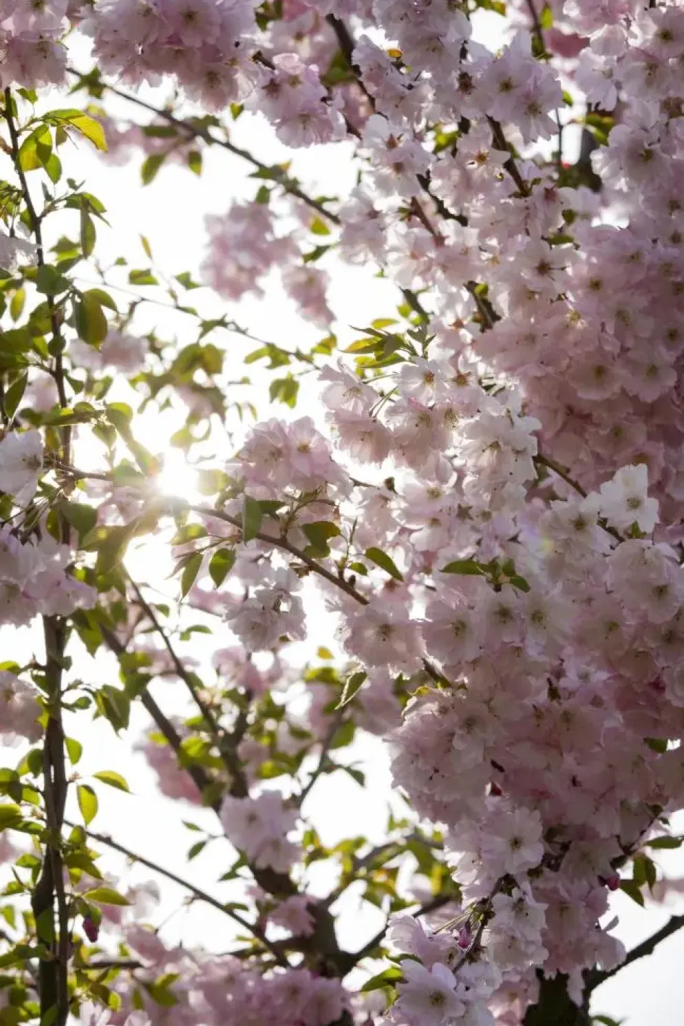 Prunus subhirtella 'Accolade' (Winterbloeiende kers 'Accolade')