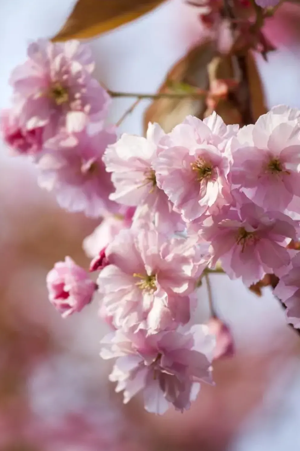 Prunus subhirtella 'Accolade' (Winterbloeiende kers 'Accolade')