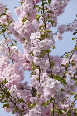 Prunus subhirtella 'Accolade' (Winterbloeiende kers 'Accolade')