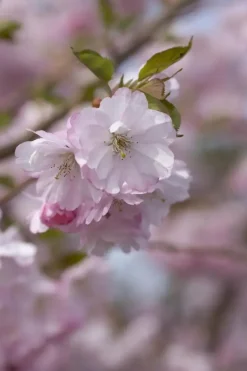 Prunus subhirtella 'Accolade' (Winterbloeiende kers 'Accolade')