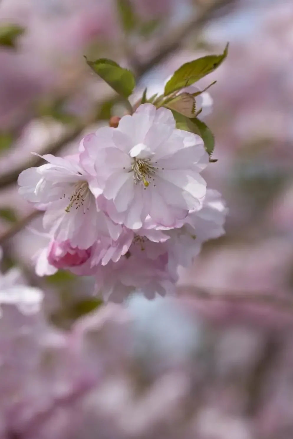 Prunus subhirtella 'Accolade' (Winterbloeiende kers 'Accolade')