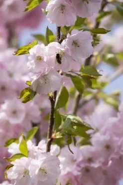 Prunus subhirtella 'Accolade' (Winterbloeiende kers 'Accolade')