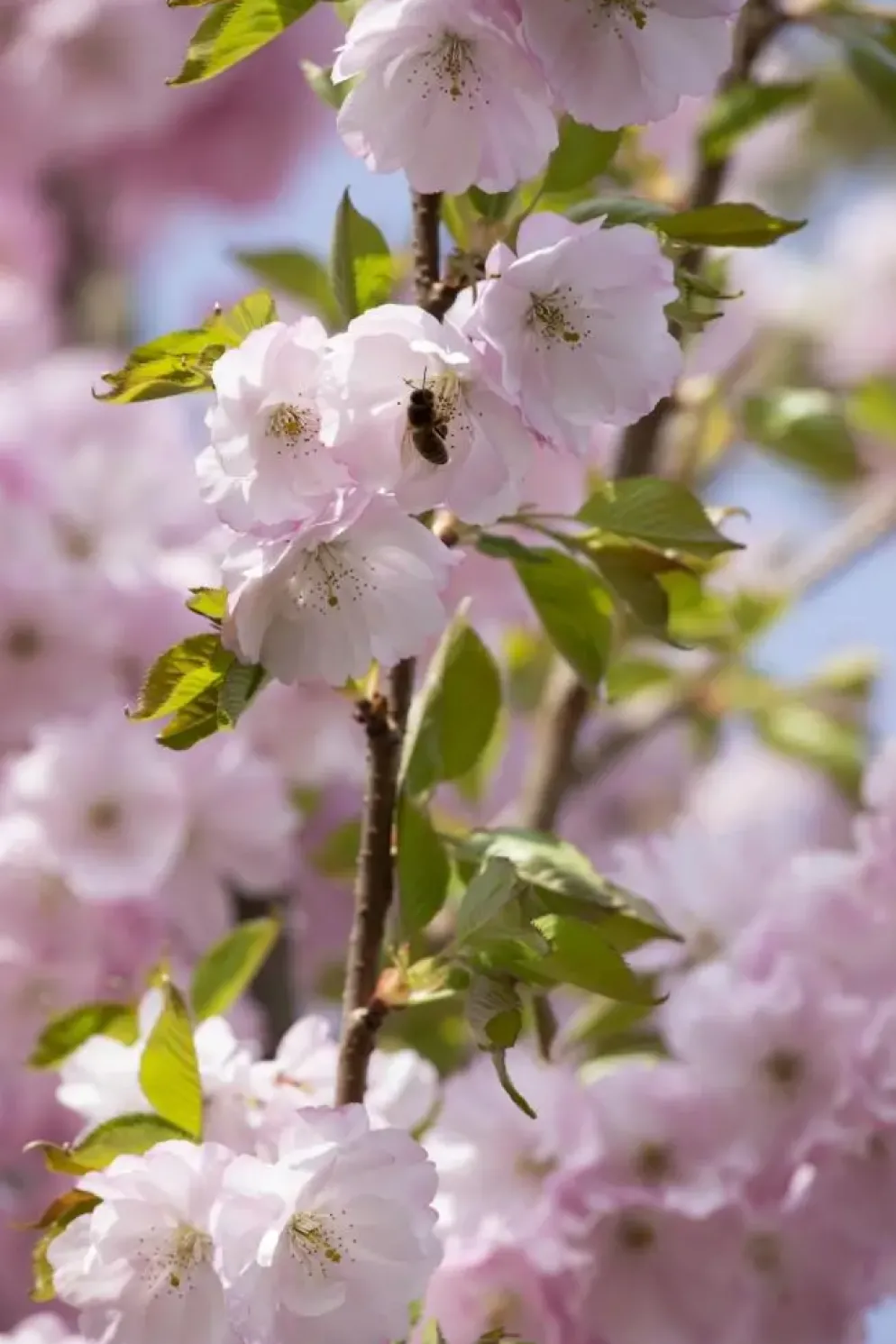 Prunus subhirtella 'Accolade' (Winterbloeiende kers 'Accolade')