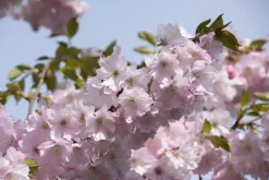 Prunus subhirtella 'Accolade' (Winterbloeiende kers 'Accolade')