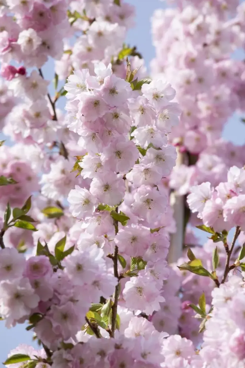 Prunus subhirtella 'Accolade' (Winterbloeiende kers 'Accolade')