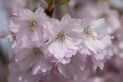 Prunus subhirtella 'Accolade' (Winterbloeiende kers 'Accolade')
