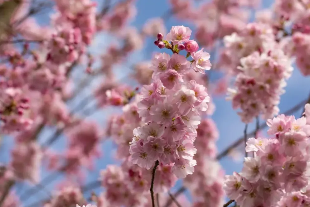 Prunus subhirtella 'Accolade' (Winterbloeiende kers 'Accolade')