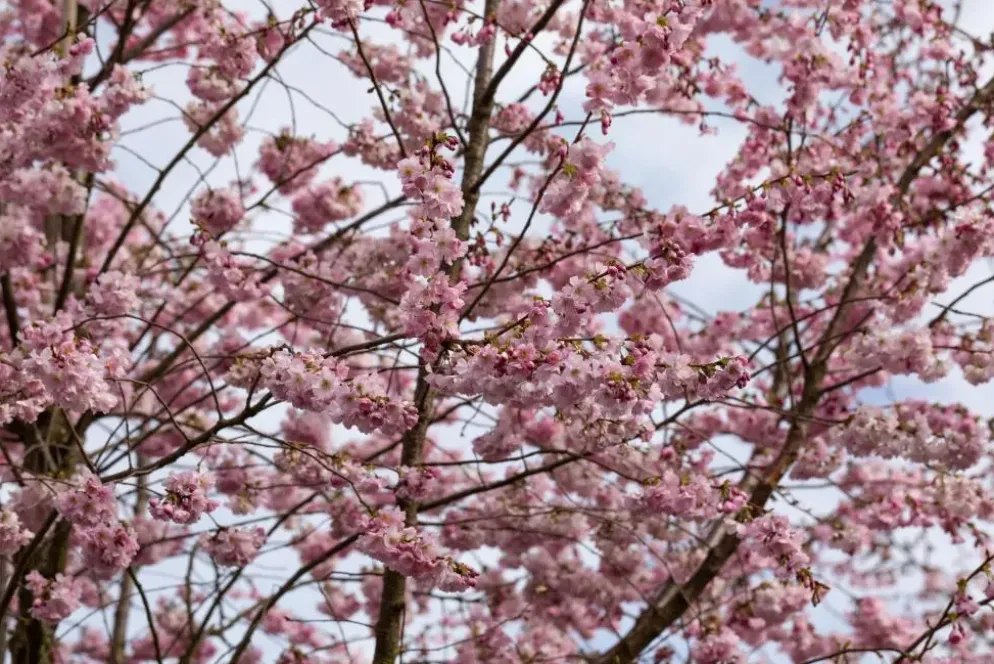 Prunus subhirtella 'Accolade' (Winterbloeiende kers 'Accolade')
