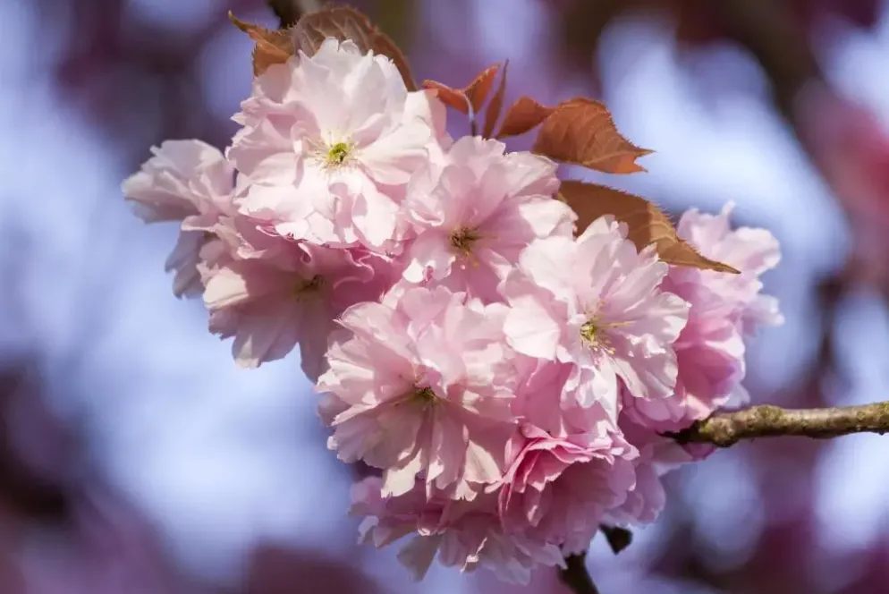Prunus subhirtella 'Accolade' (Winterbloeiende kers 'Accolade')