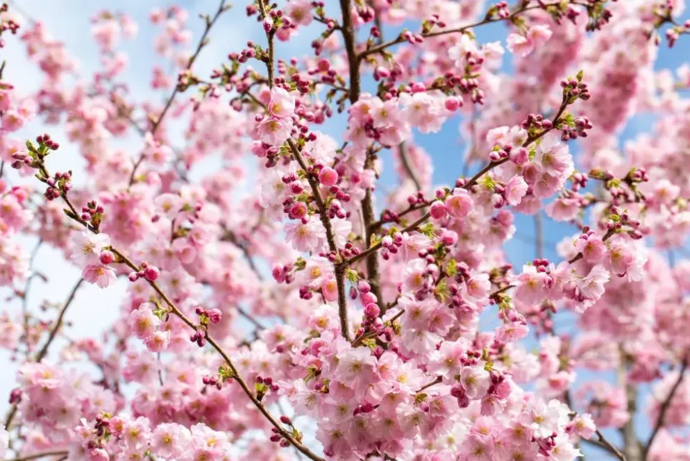 Prunus subhirtella 'Accolade' (Winterbloeiende kers 'Accolade')