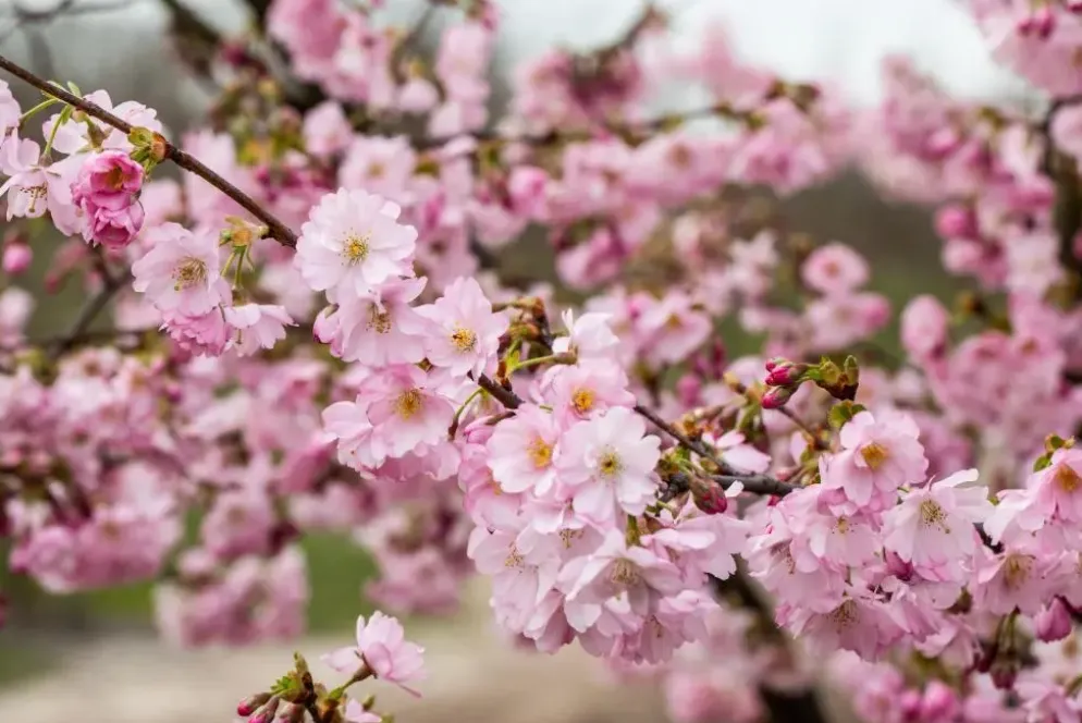 Prunus subhirtella 'Accolade' (Winterbloeiende kers 'Accolade')
