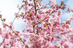 Prunus subhirtella 'Accolade' (Winterbloeiende kers 'Accolade')