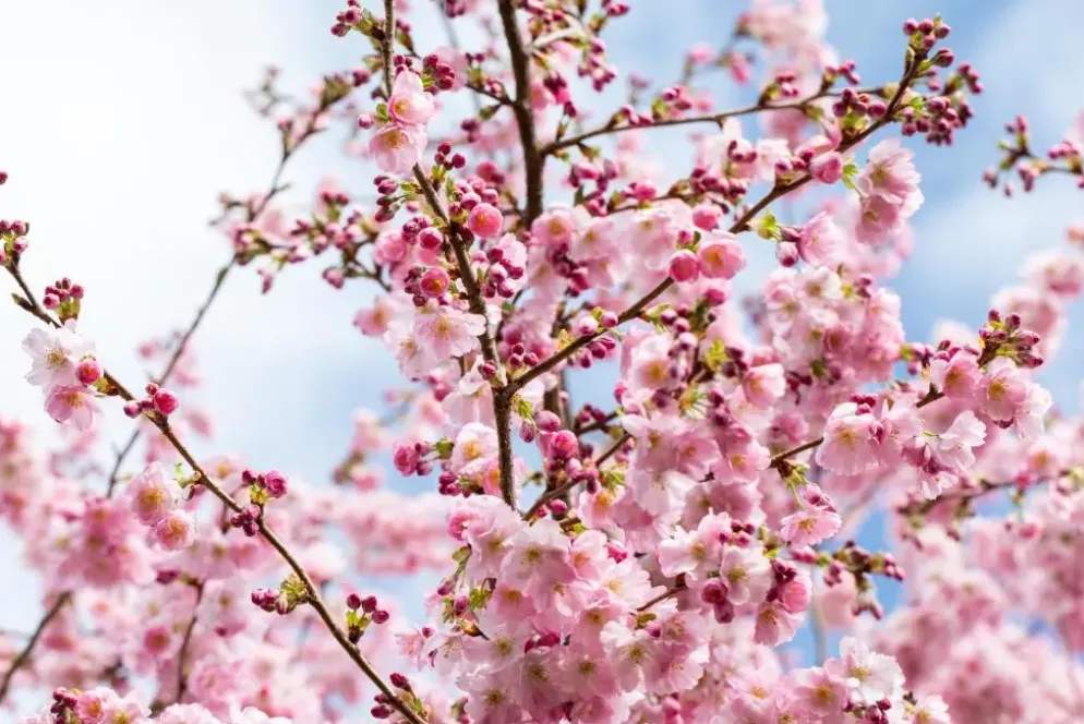 Prunus subhirtella 'Accolade' (Winterbloeiende kers 'Accolade')