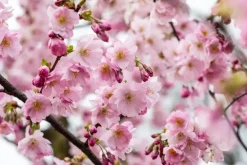 Prunus subhirtella 'Accolade' (Winterbloeiende kers 'Accolade')