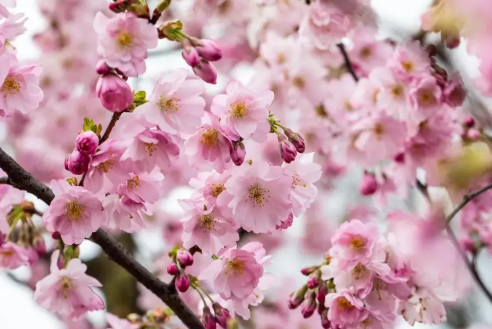 Prunus subhirtella 'Accolade' (Winterbloeiende kers 'Accolade')