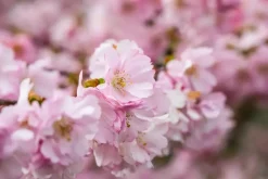 Prunus subhirtella 'Accolade' (Winterbloeiende kers 'Accolade')