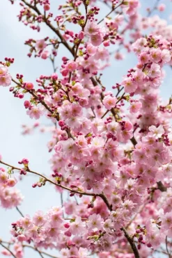 Prunus subhirtella 'Accolade' (Winterbloeiende kers 'Accolade')