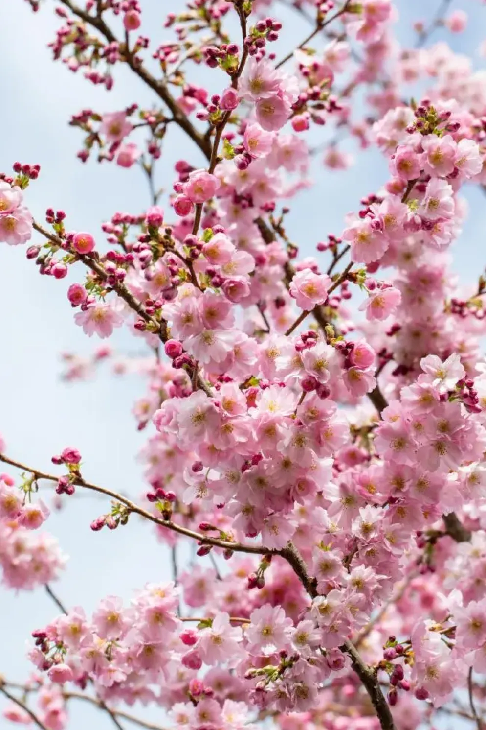 Prunus subhirtella 'Accolade' (Winterbloeiende kers 'Accolade')