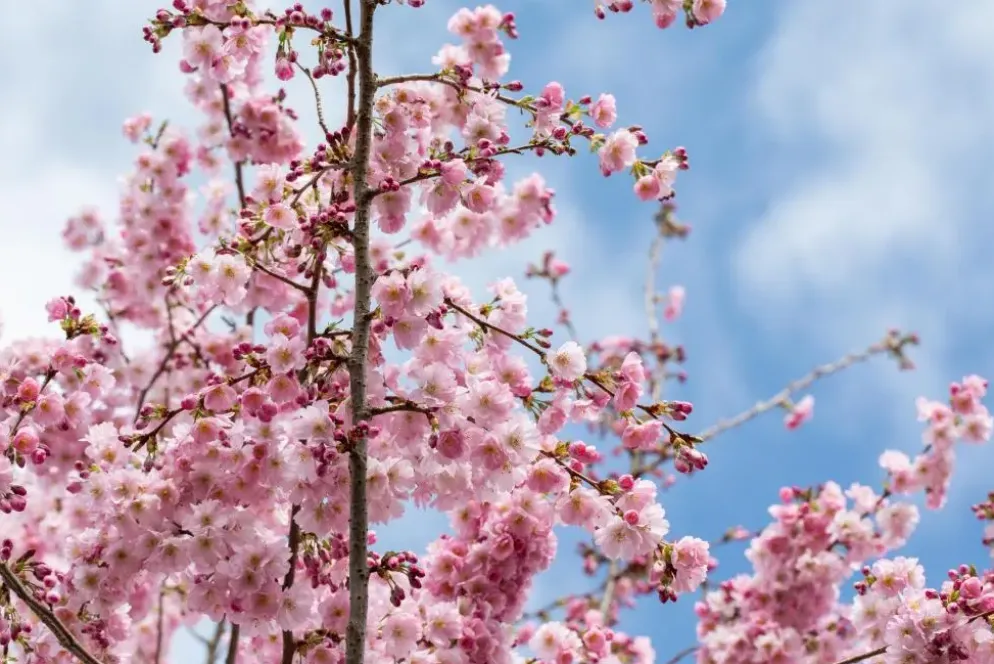 Prunus subhirtella 'Accolade' (Winterbloeiende kers 'Accolade')